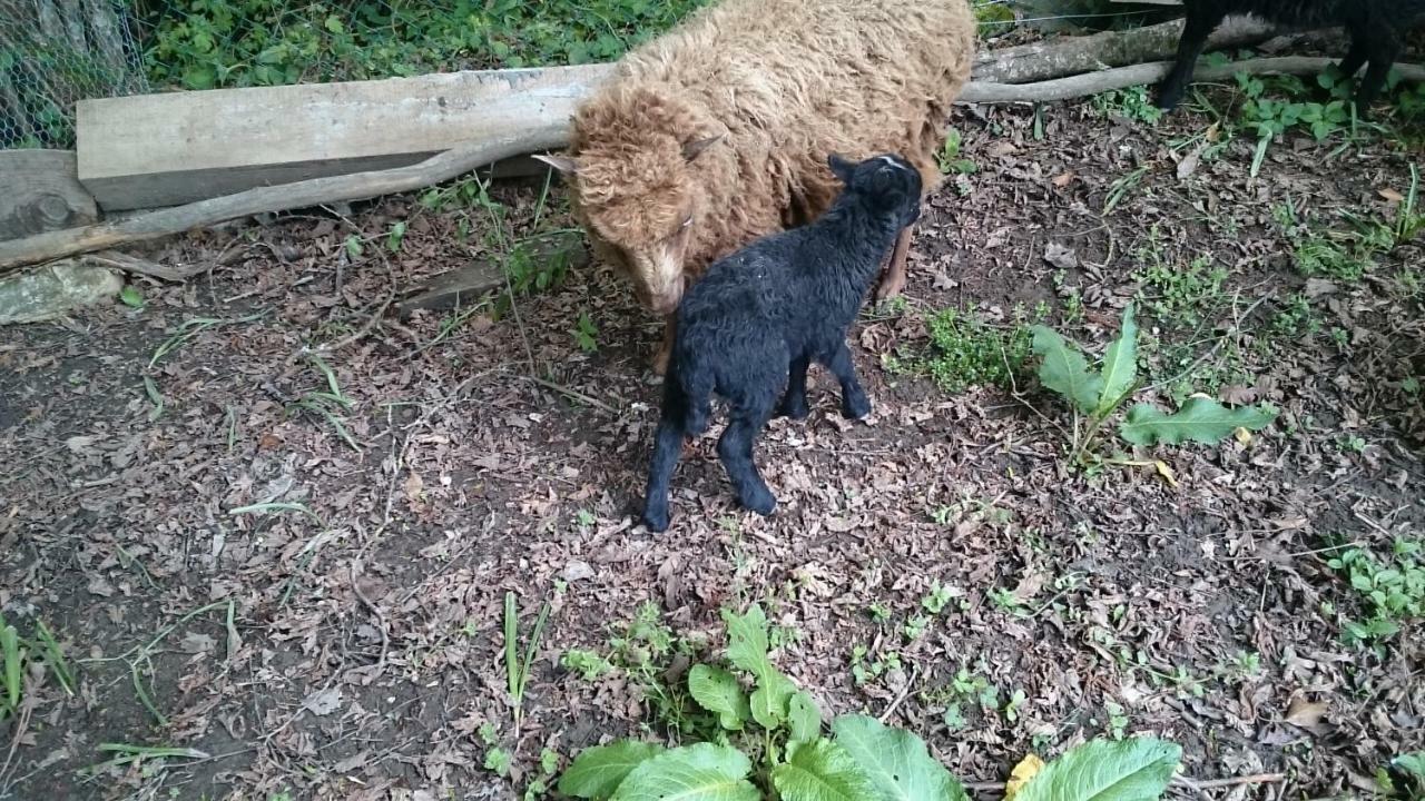 Willa Ferme Familiale Chez Lili Alex Zewnętrze zdjęcie